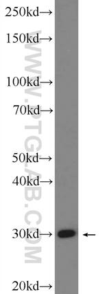 PTGES2 Antibody in Western Blot (WB)