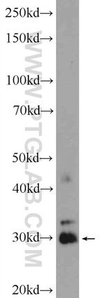 PTGES2 Antibody in Western Blot (WB)