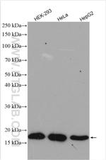 P16-INK4A Antibody in Western Blot (WB)