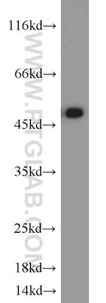 ETF1 Antibody in Western Blot (WB)