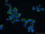 Syndecan-3 Antibody in Immunocytochemistry (ICC/IF)