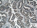 Syndecan-3 Antibody in Immunohistochemistry (Paraffin) (IHC (P))