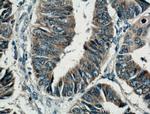 Syndecan-3 Antibody in Immunohistochemistry (Paraffin) (IHC (P))