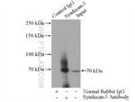 Syndecan-3 Antibody in Immunoprecipitation (IP)