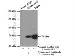 Syndecan-3 Antibody in Immunoprecipitation (IP)