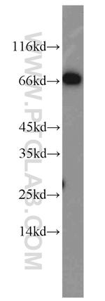 Syndecan-3 Antibody in Western Blot (WB)