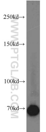 Syndecan-3 Antibody in Western Blot (WB)