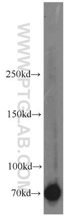 Syndecan-3 Antibody in Western Blot (WB)