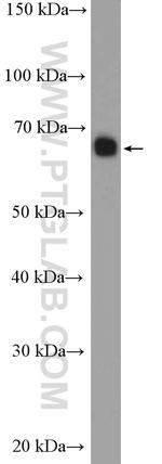 Syndecan-3 Antibody in Western Blot (WB)