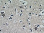 neuromedin B Antibody in Immunohistochemistry (Paraffin) (IHC (P))