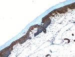 neuromedin B Antibody in Immunohistochemistry (Paraffin) (IHC (P))