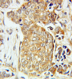 neuromedin B Antibody in Immunohistochemistry (Paraffin) (IHC (P))