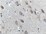 neuromedin B Antibody in Immunohistochemistry (Paraffin) (IHC (P))