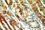 neuromedin B Antibody in Immunohistochemistry (Paraffin) (IHC (P))