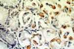 neuromedin B Antibody in Immunohistochemistry (Paraffin) (IHC (P))