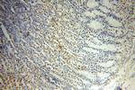 neuromedin B Antibody in Immunohistochemistry (Paraffin) (IHC (P))