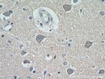 neuromedin B Antibody in Immunohistochemistry (Paraffin) (IHC (P))