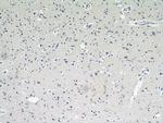 neuromedin B Antibody in Immunohistochemistry (Paraffin) (IHC (P))