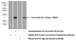 neuromedin B Antibody in Western Blot (WB)