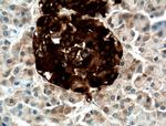 NPTX2 Antibody in Immunohistochemistry (Paraffin) (IHC (P))