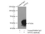 NPTX2 Antibody in Immunoprecipitation (IP)