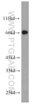 NPTX2 Antibody in Western Blot (WB)