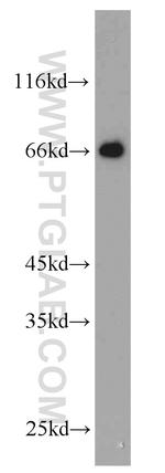 NPTX2 Antibody in Western Blot (WB)