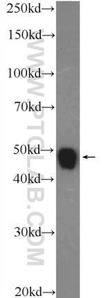 NPTX2 Antibody in Western Blot (WB)