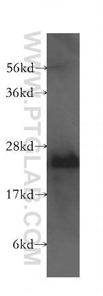 PLDN Antibody in Western Blot (WB)
