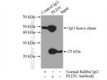 PLDN Antibody in Immunoprecipitation (IP)