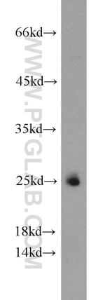 PLDN Antibody in Western Blot (WB)