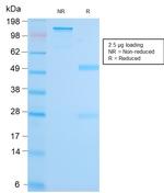 MALT1 Antibody in SDS-PAGE (SDS-PAGE)