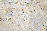 CYB5R3 Antibody in Immunohistochemistry (Paraffin) (IHC (P))