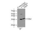 CYB5R3 Antibody in Immunoprecipitation (IP)