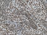 LMNB2 Antibody in Immunohistochemistry (Paraffin) (IHC (P))