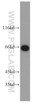 LMNB2 Antibody in Western Blot (WB)