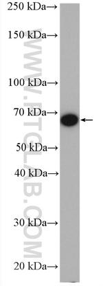 LMNB2 Antibody in Western Blot (WB)