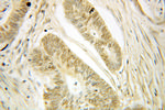 LMNB2 Antibody in Immunohistochemistry (Paraffin) (IHC (P))