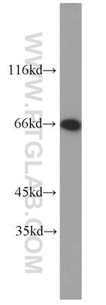 LMNB2 Antibody in Western Blot (WB)