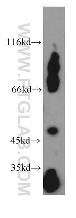 EIF3E Antibody in Western Blot (WB)