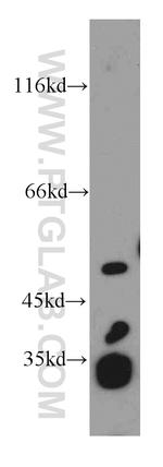 EIF3E Antibody in Western Blot (WB)