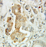 EIF3E Antibody in Immunohistochemistry (Paraffin) (IHC (P))