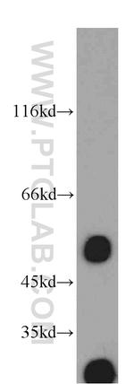 EIF3E Antibody in Western Blot (WB)