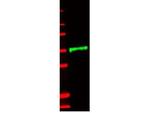 IL-1 Receptor Type II Antibody in Western Blot (WB)