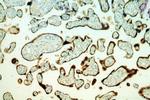 PSG4 Antibody in Immunohistochemistry (Paraffin) (IHC (P))