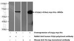 PSG4 Antibody in Western Blot (WB)