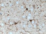 IBA1 Antibody in Immunohistochemistry (Paraffin) (IHC (P))