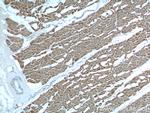 Myosin Light Chain 2 Antibody in Immunohistochemistry (Paraffin) (IHC (P))