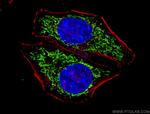 ATP5C1 Antibody in Immunocytochemistry (ICC/IF)