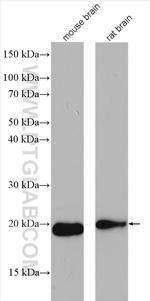 NUDT11 Antibody in Western Blot (WB)